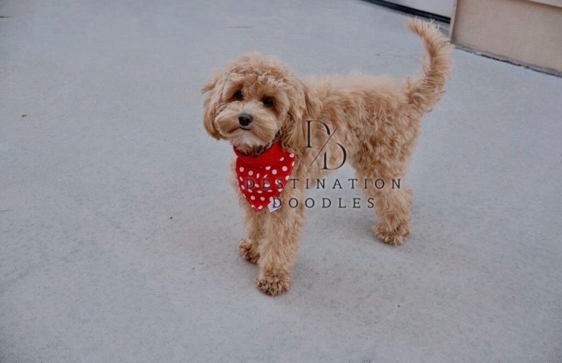 5lb F1b Cavapoo Wavy Coat Bb Ssp