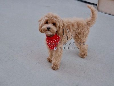 5lb F1b Cavapoo Wavy Coat Bb Ssp