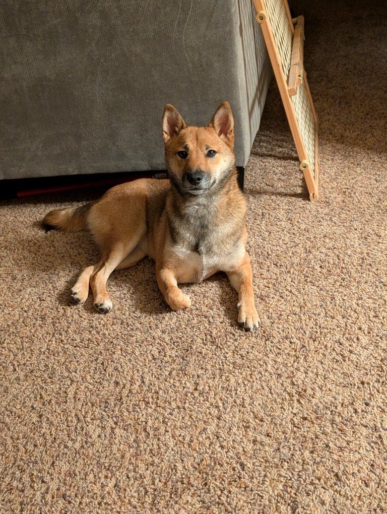 Female puppy for sale