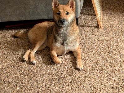 Female puppy for sale