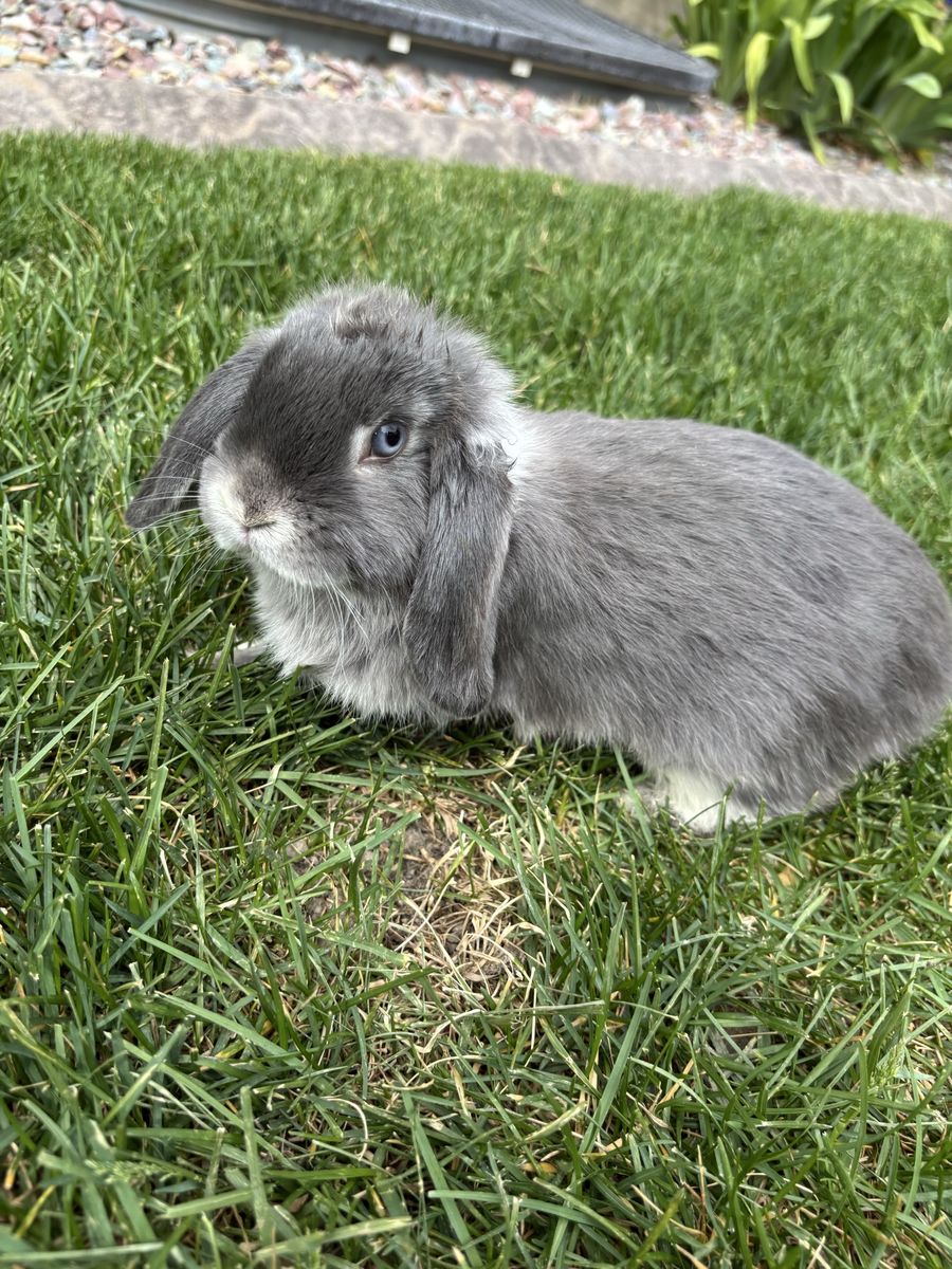 Beautiful Pure Bred Holland Lops