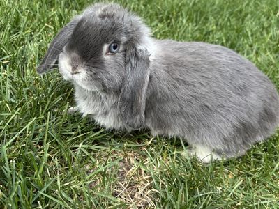 Beautiful Pure Bred Holland Lops