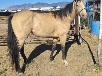 3 year old grade gelding