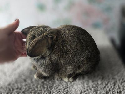 Pedigree Holland Lop Bunnies