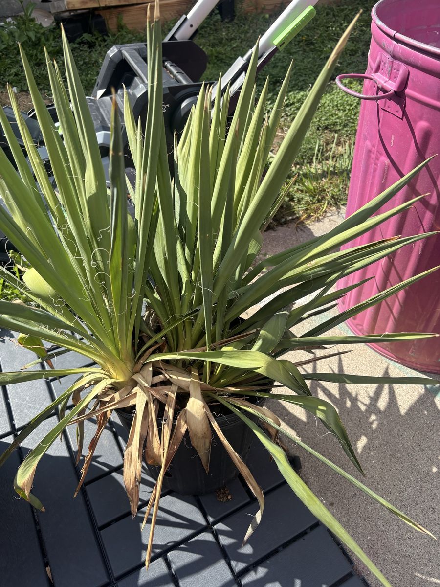 Live Yucca Plants