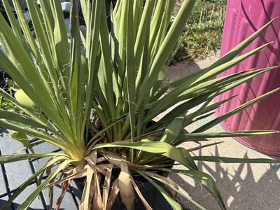 Live Yucca Plants