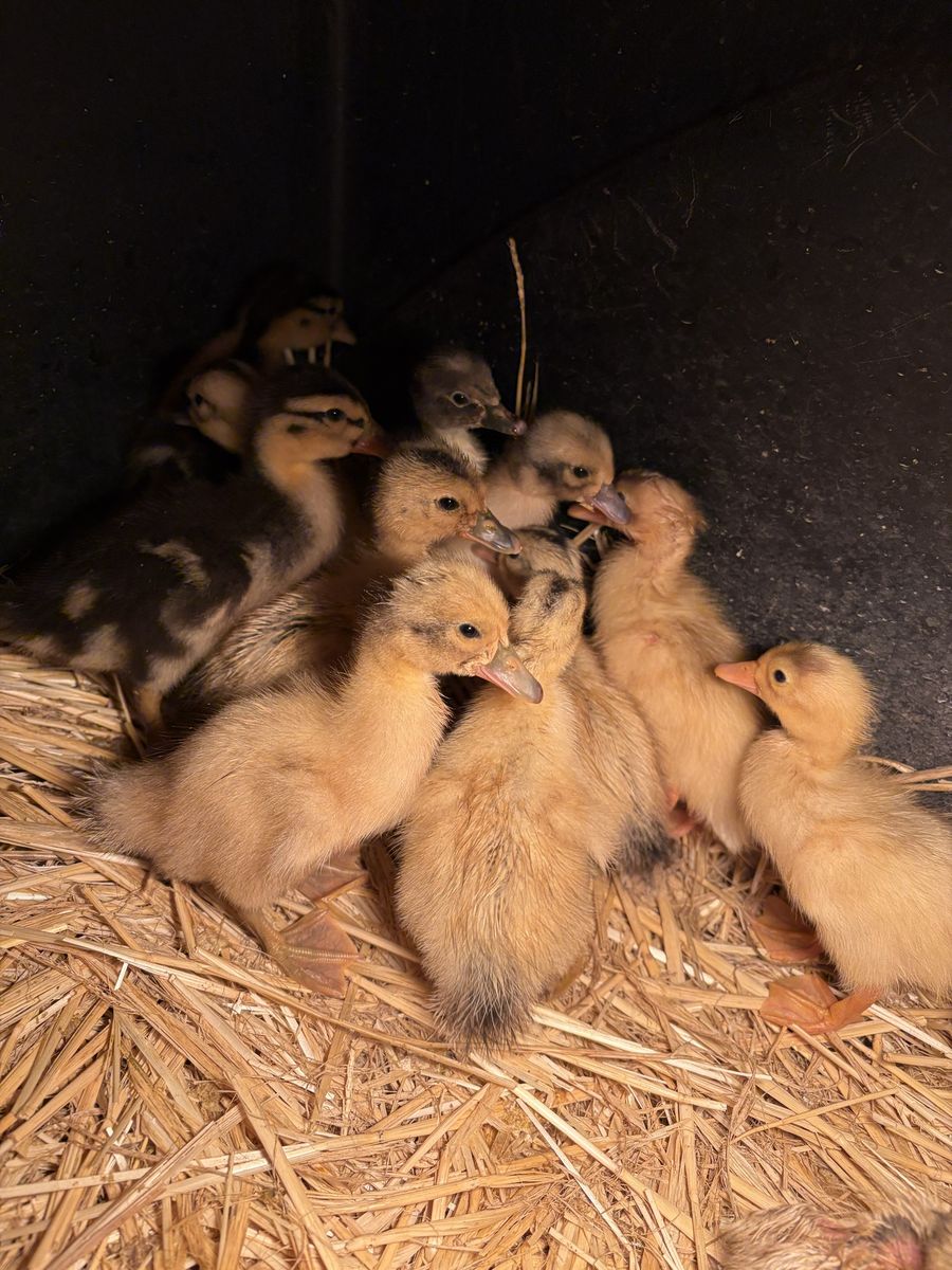 Silver apple yard ducklings