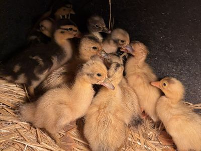 Silver apple yard ducklings