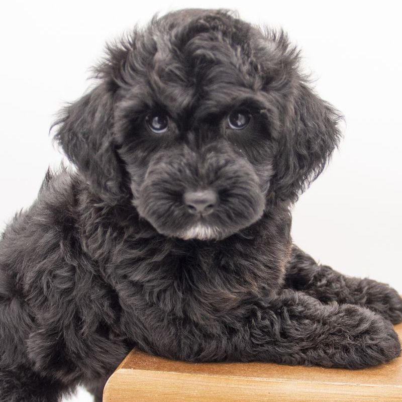 Micro Male Double Doodle Ready - Toy Goldendoodle