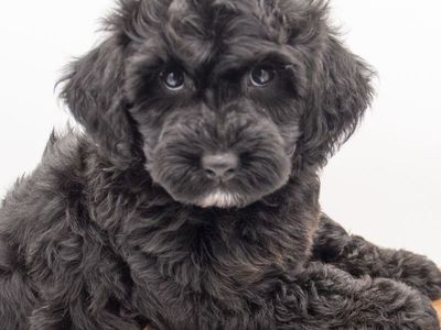 Micro Male Double Doodle Ready - Toy Goldendoodle