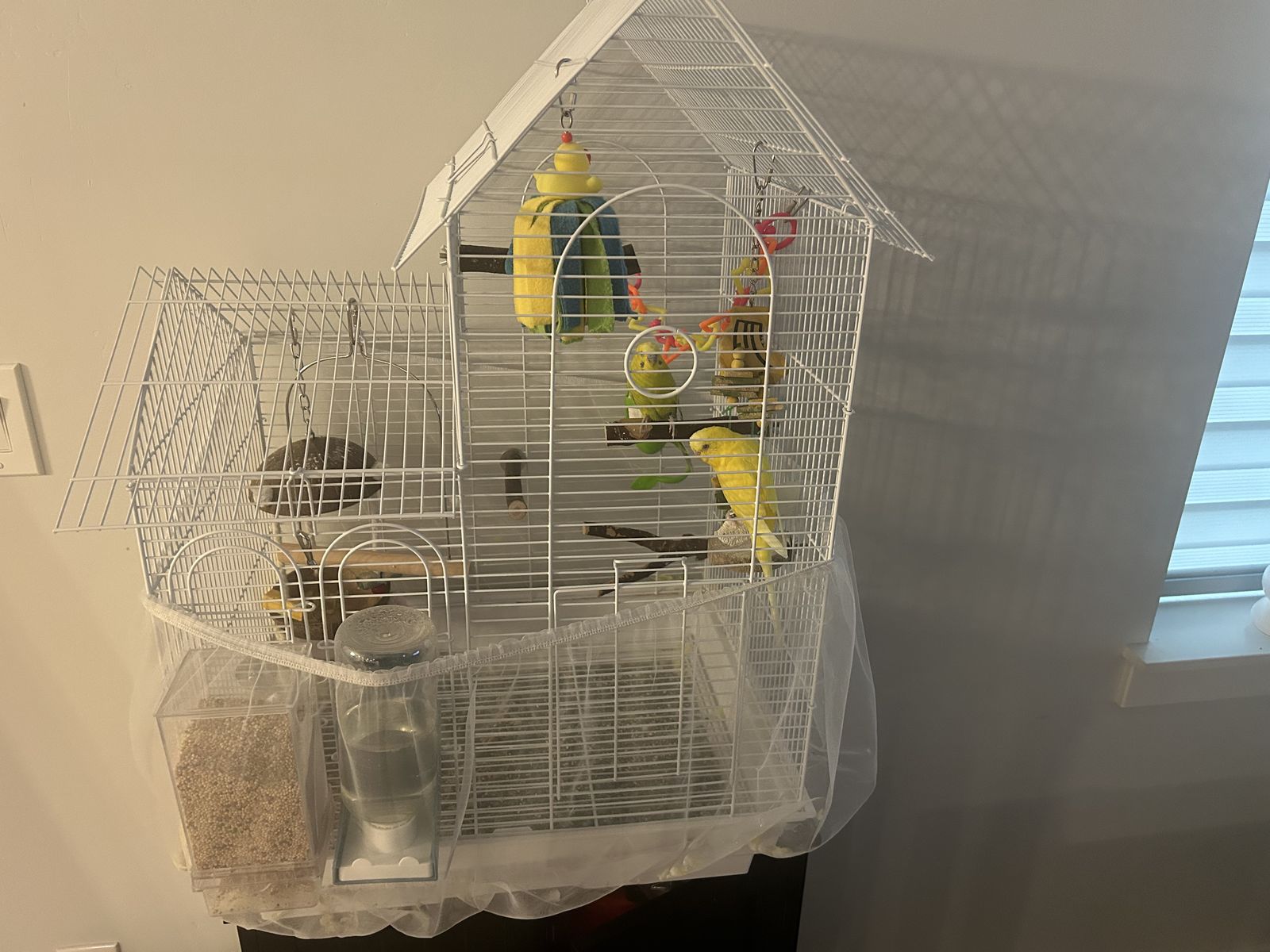 Parakeets with cage