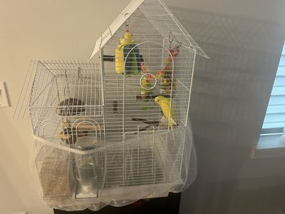 Parakeets with cage