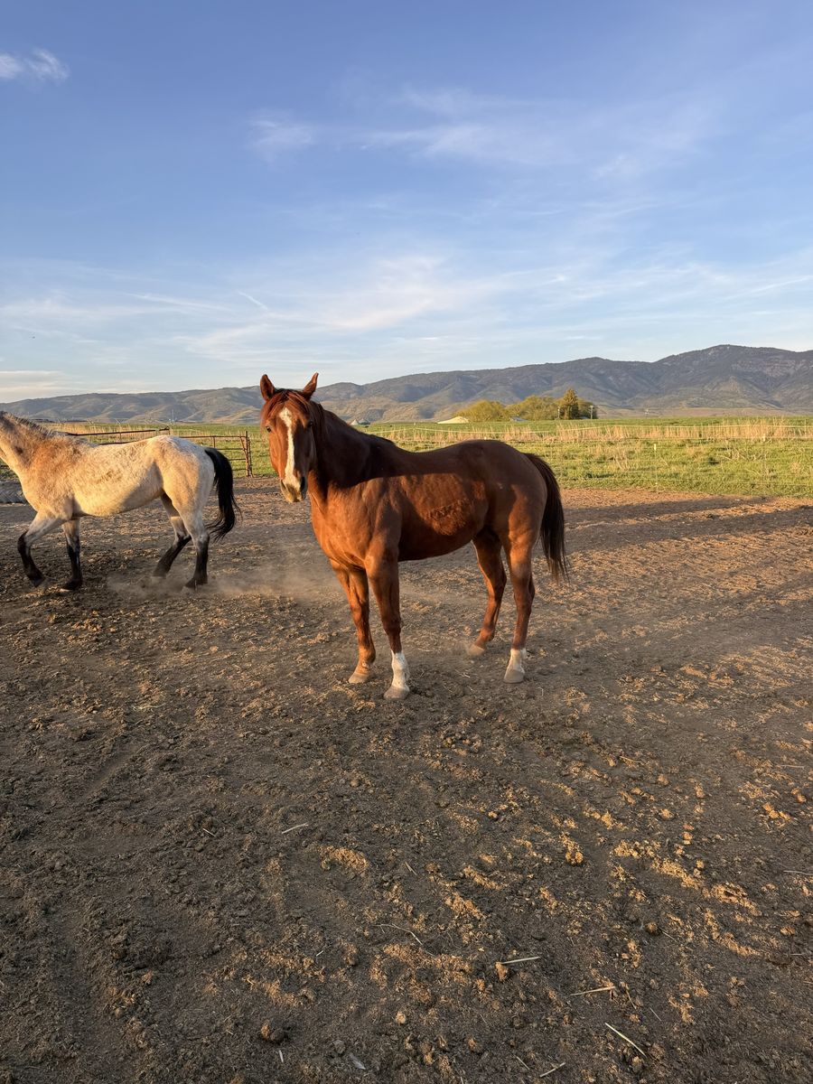 10 ranch, hunting, trail gelding