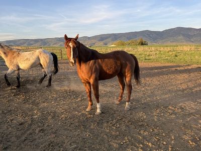 10 ranch, hunting, trail gelding