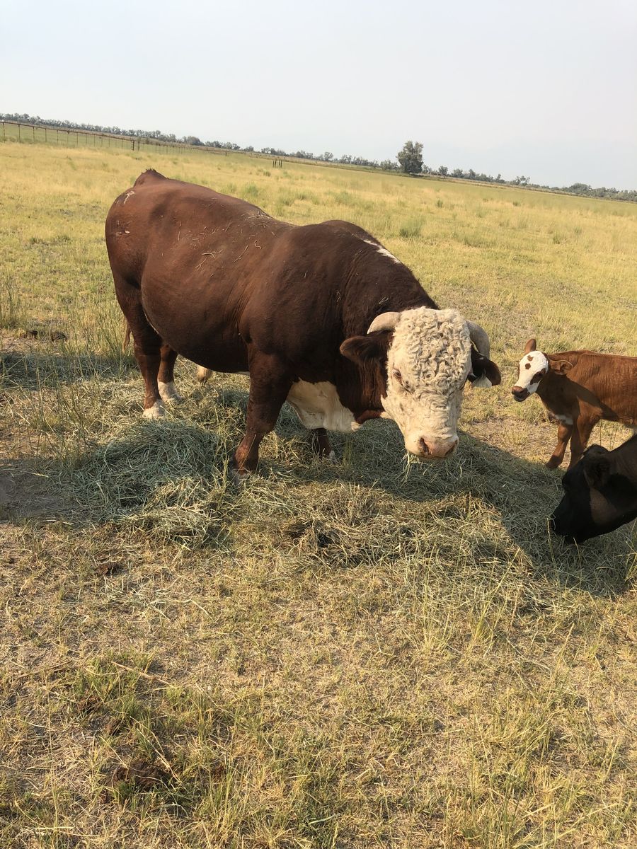 Hereford Bull For Sale