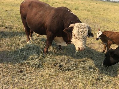 Hereford Bull For Sale
