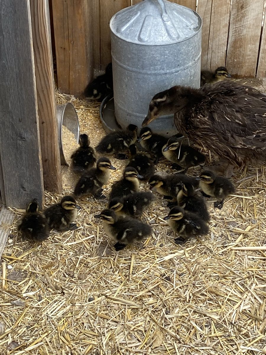 Rouen ducklings
