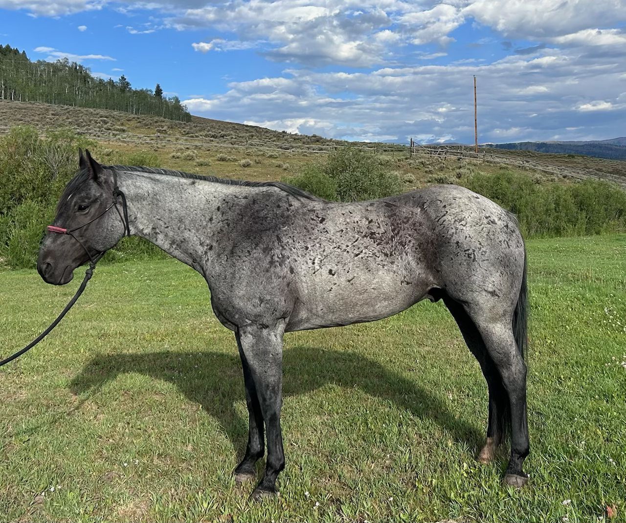 11 yr old Blue Roan Gelding