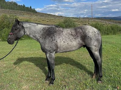 11 yr old Blue Roan Gelding