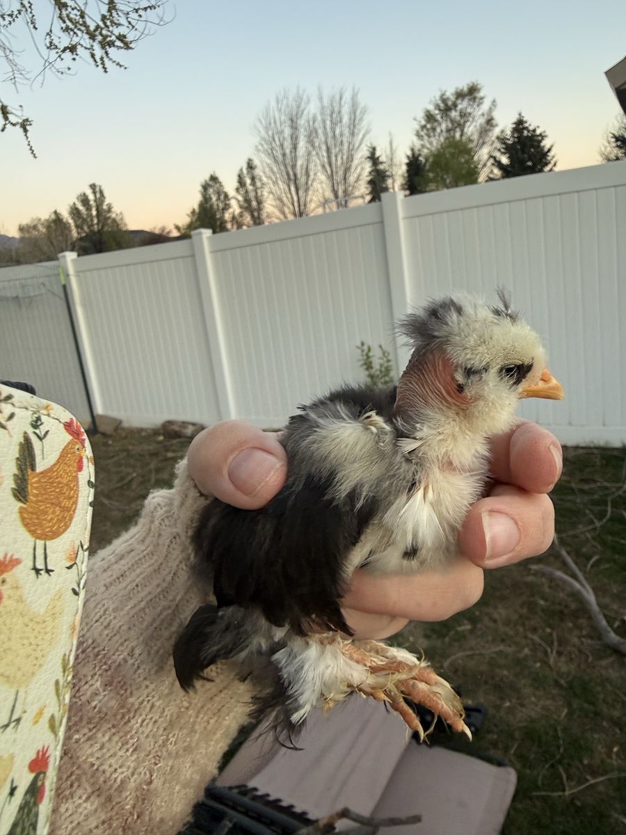 3 Satin silkie Chicks $10 For All