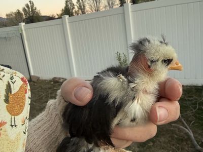 3 Satin silkie Chicks $10 For All