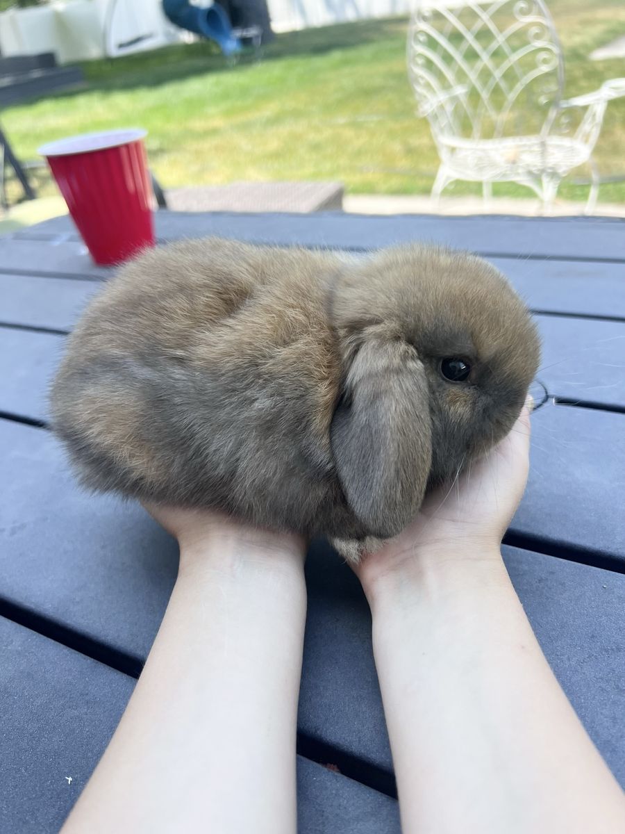 Adorable Mini Lop Bunny - Cuddly, Sweet, and Ready for a New Home!