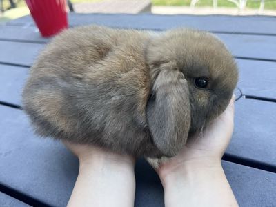 Adorable Mini Lop Bunny - Cuddly, Sweet, and Ready for a New Home!