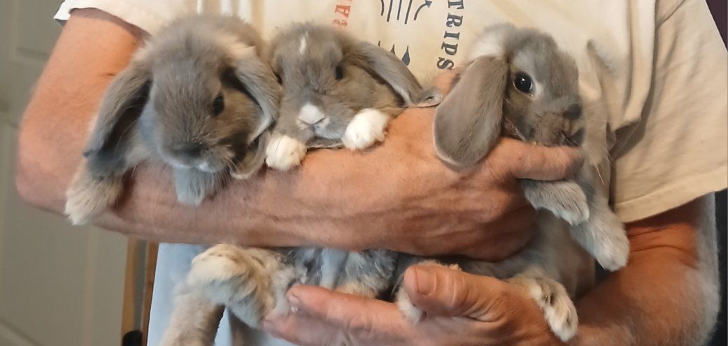 Holland Lop Baby Bunnies 