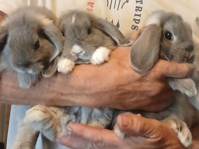 Holland Lop Baby Bunnies