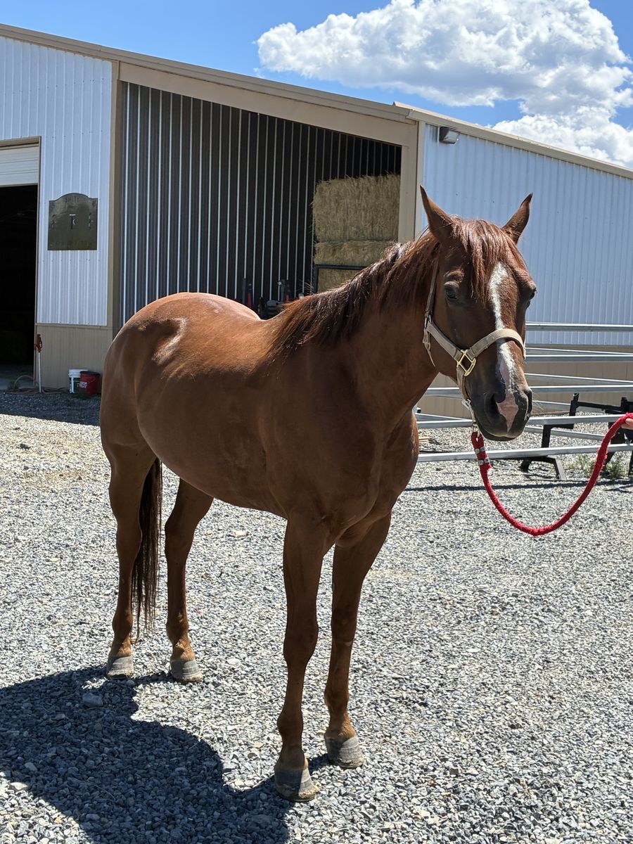 6 year old grade gelding