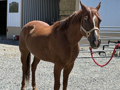 6 year old grade gelding