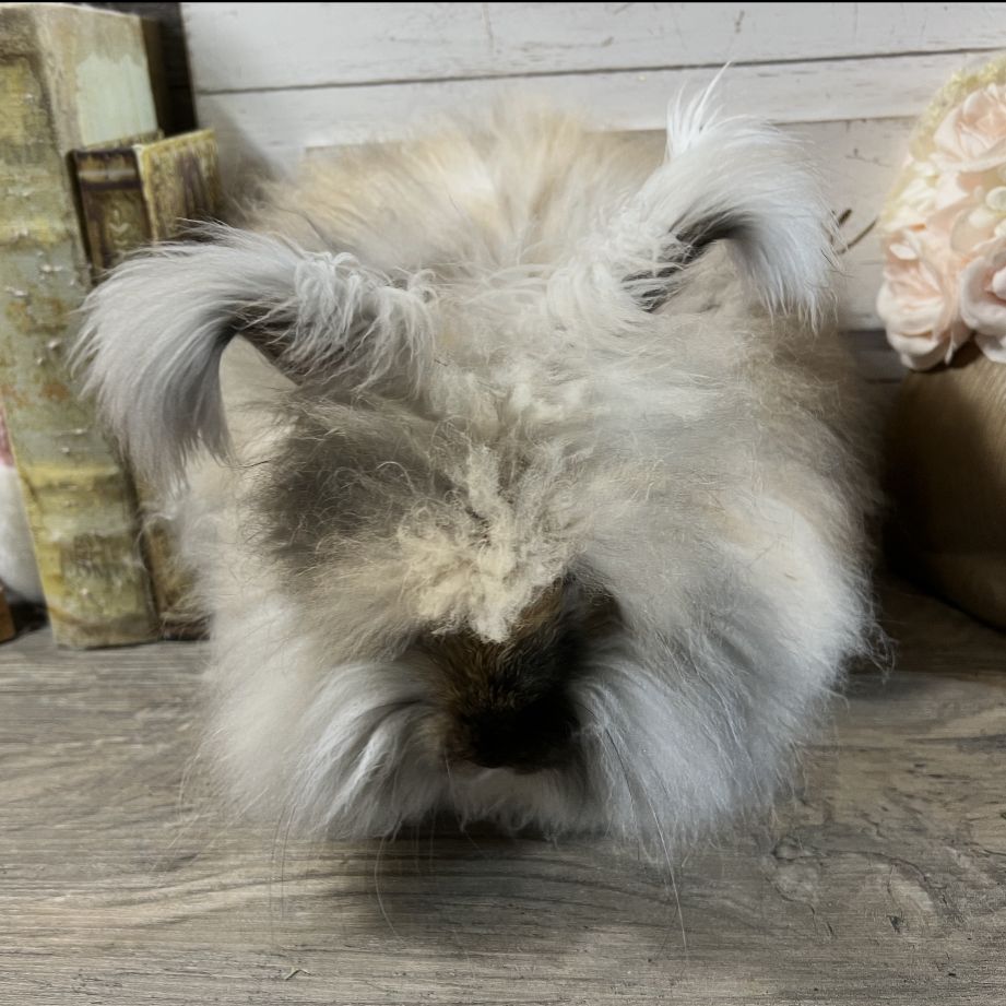 English Angora Buck Pedigreed Proven Harlequin