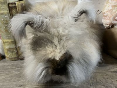 English Angora Buck Pedigreed Proven Harlequin