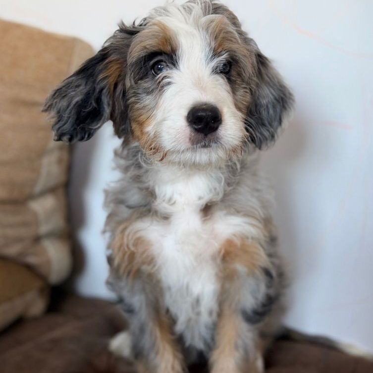 Merle Bernedoodle Puppy - Zuma Girl