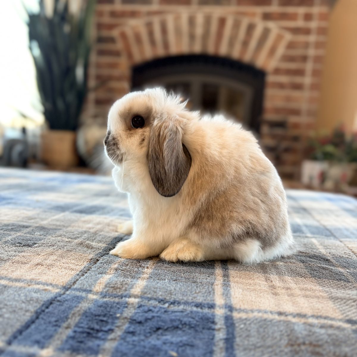 Jr Holland Lop doe