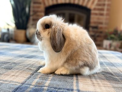 Jr Holland Lop doe