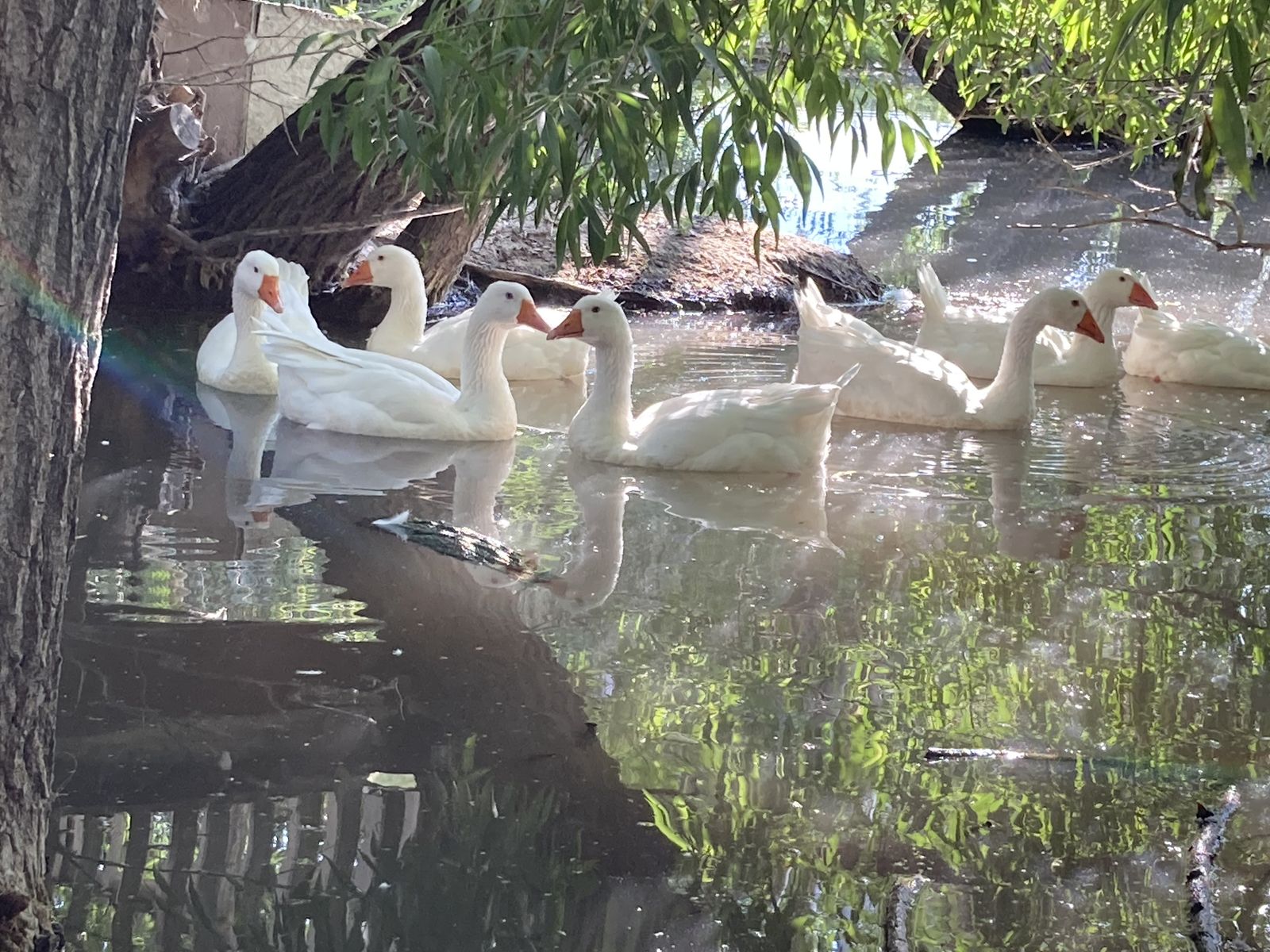 Embden Geese Goslings
