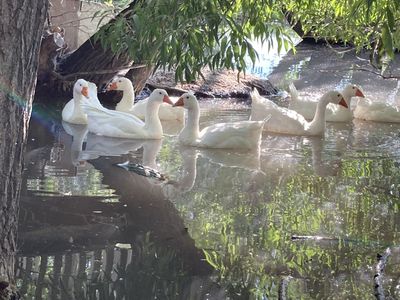 Embden Geese Goslings