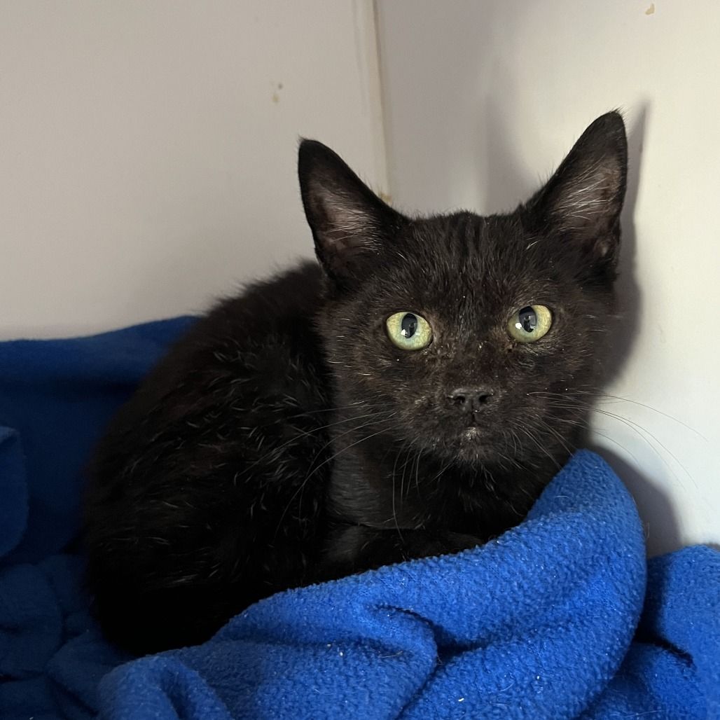 Hello my name is Pyrite