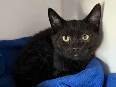 Hello my name is Pyrite