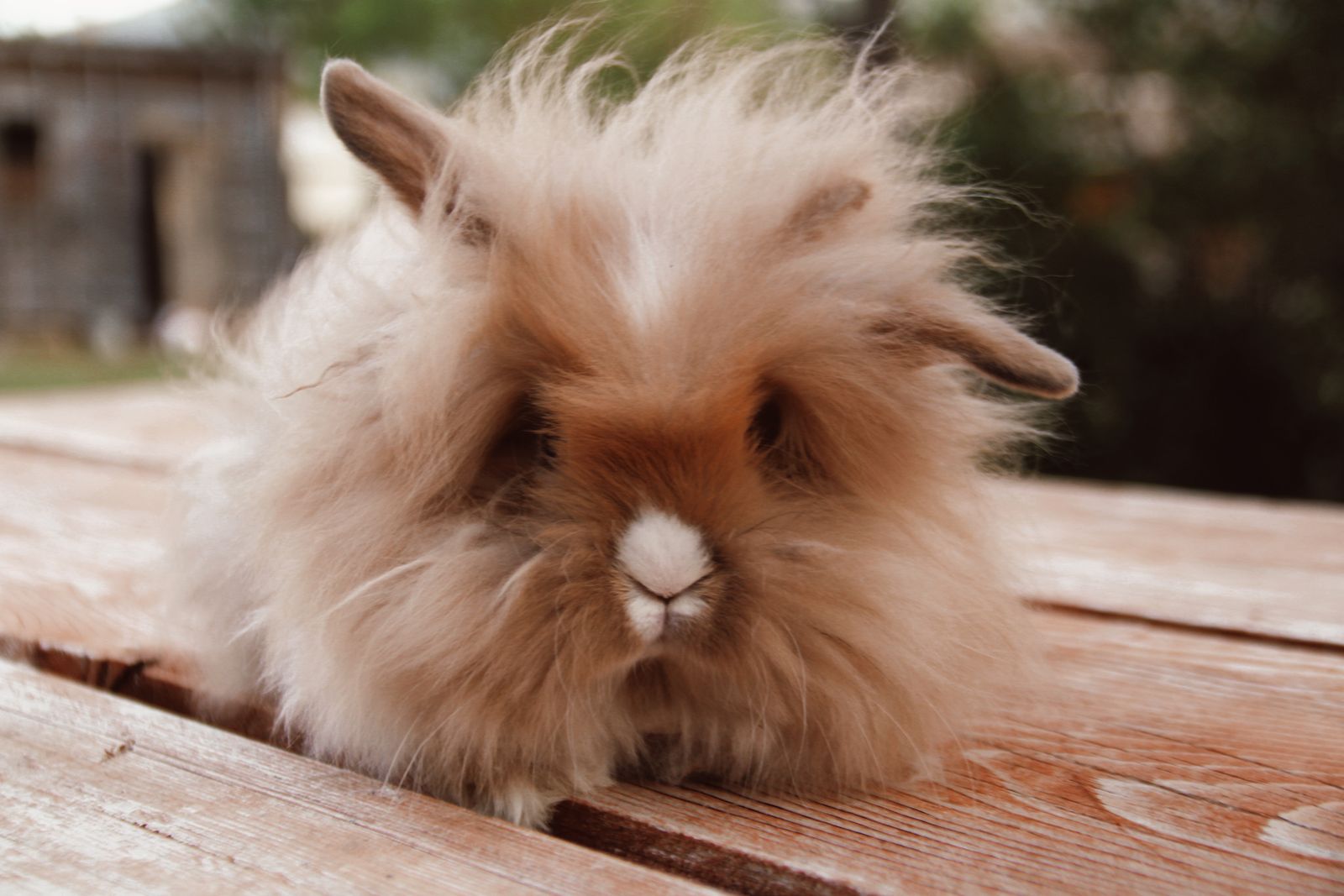 Holland lop lion head cross bunnies