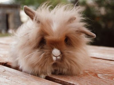 Holland lop lion head cross bunnies