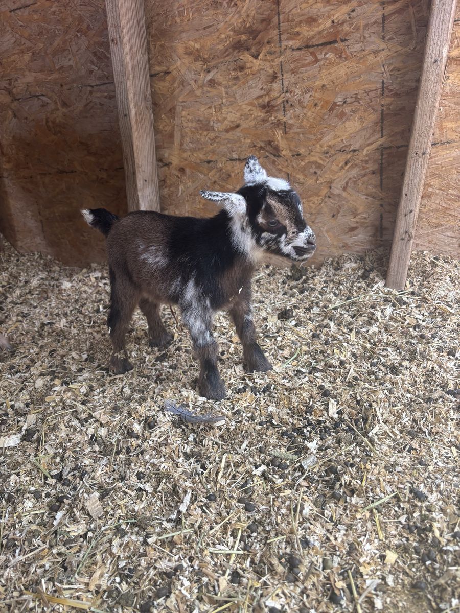 Nigerian Dwarf Buckling