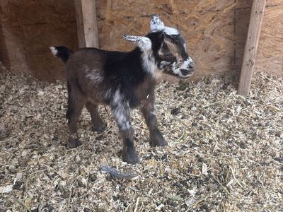 Nigerian Dwarf Buckling