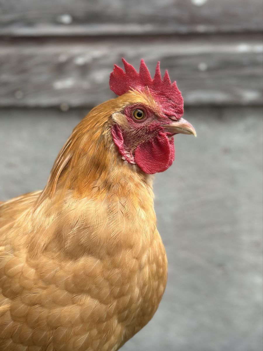 Buff Orpington Rooster