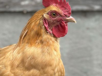 Buff Orpington Rooster