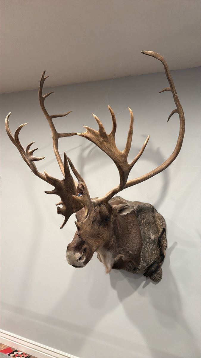 Large Caribou Mount