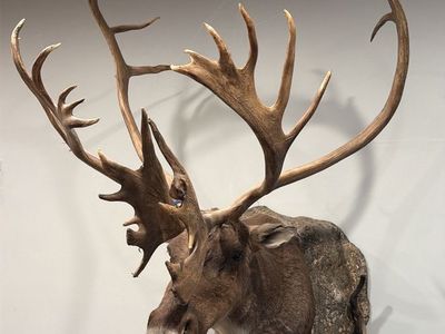 Large Caribou Mount