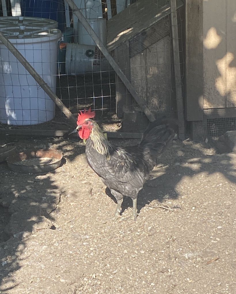 2 Free Roosters