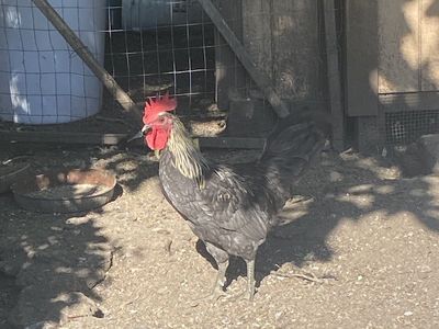 2 Free Roosters